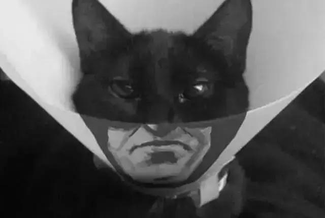 养猫人必备常用药物有哪些,养猫的人用什么驱虫药