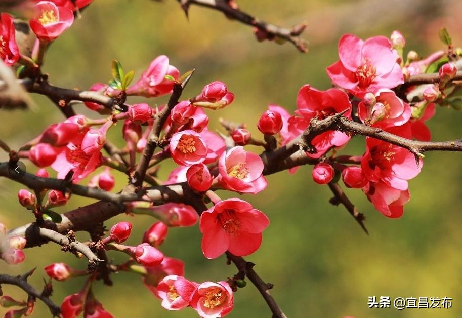 2021宜昌春季休闲农业精品线路公布！