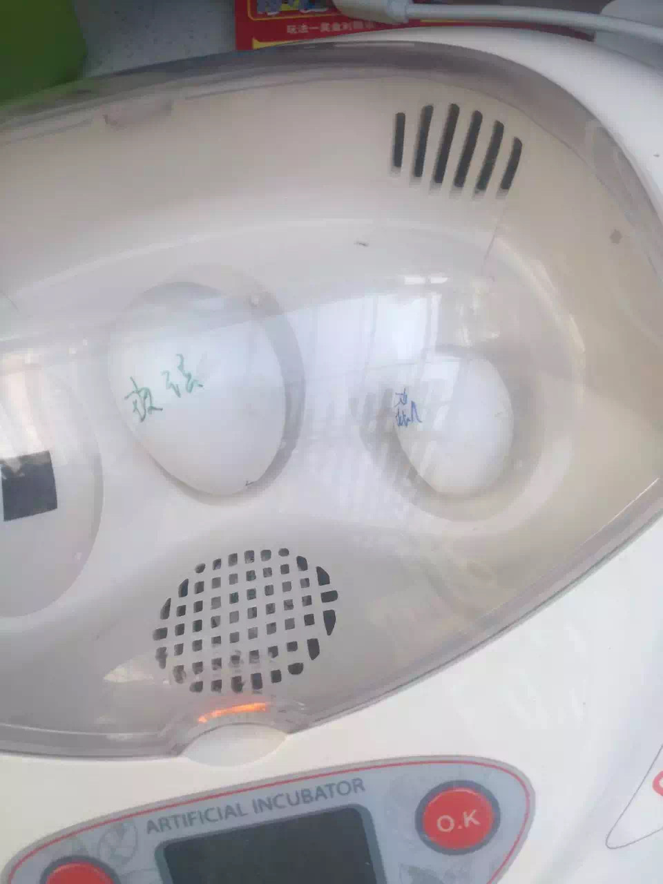 牡丹鹦鹉人工孵化期间注意事项,人工孵化鹦鹉的正确方法