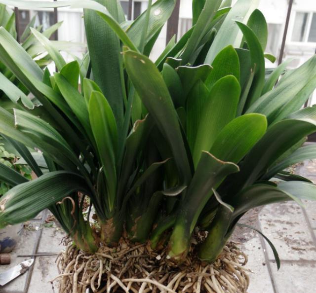 8月份能给君子兰换盆的正确方法,5年君子兰换盆的正确方法