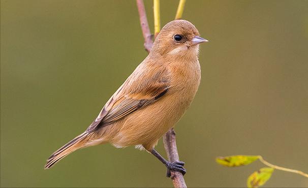 东江揽胜,惠州淡水常见鸟类图谱