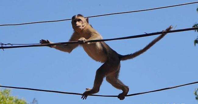 印度4男子树下避雨被闪电劈中,多名游客被雷击倒地