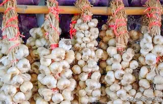 大蒜如何保存不发芽多种方法,大蒜保存不发霉的办法