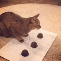 猫咪猜杯子游戏第三关 (猫咪口杯猜球游戏)