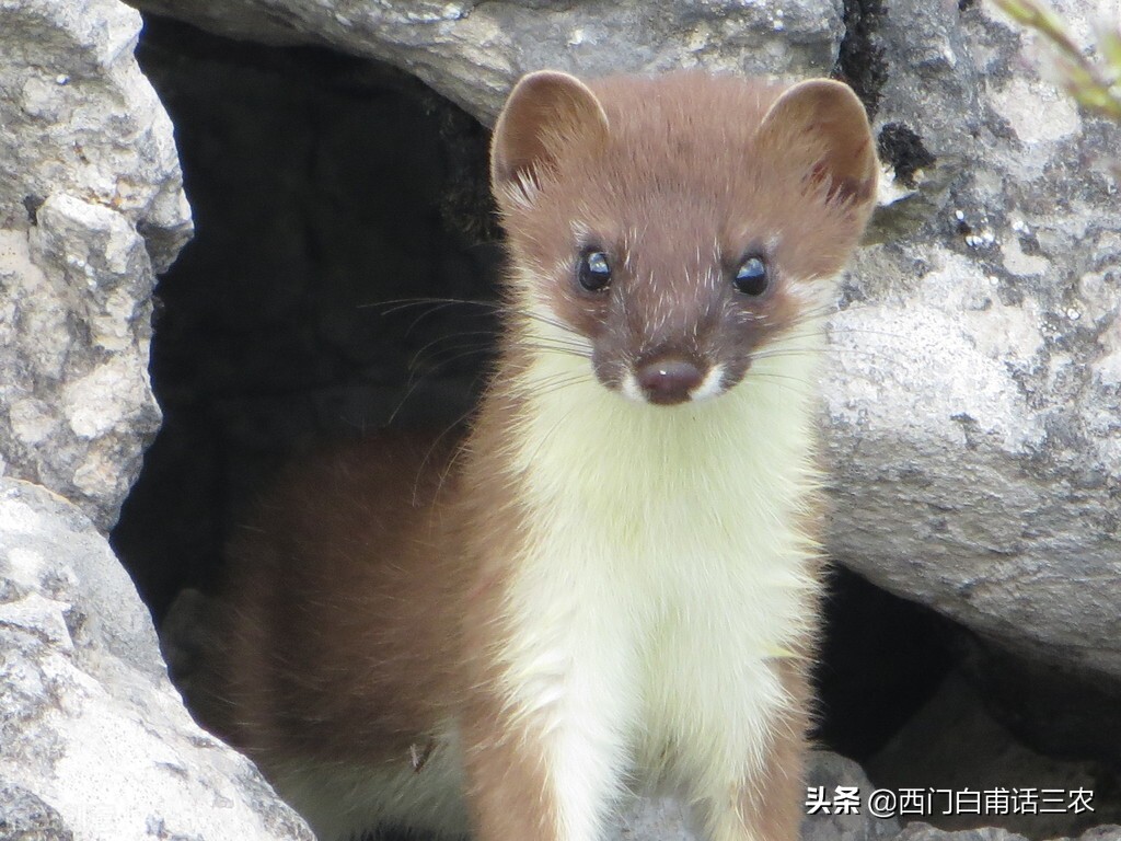 黄鼠狼为什么不能给鸡拜年,黄鼠狼是怎样给鸡拜年的