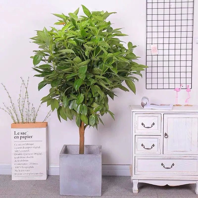 家中必养的五种花,家里养4种花高贵优雅一养就上瘾