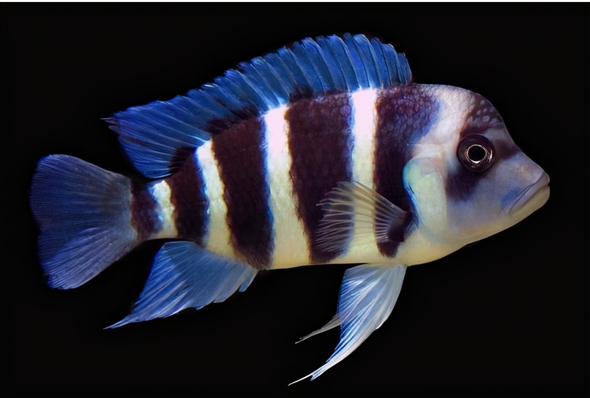 蓝阿里三湖慈鲷凶吗,三湖慈鲷和什么混养