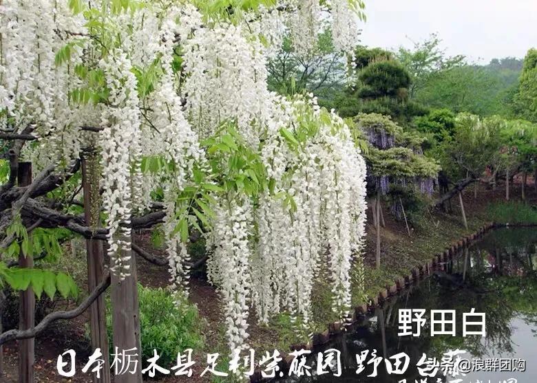 中式庭院藤类植物,枫树和紫藤