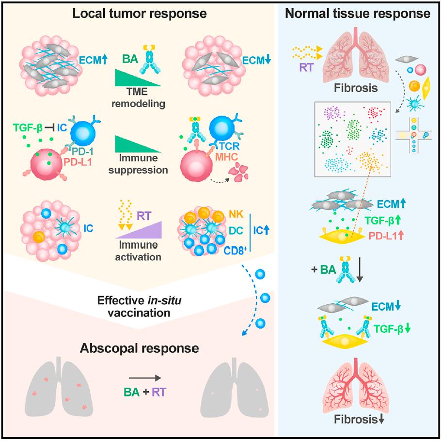 放疗brt,放疗后pd-1防复发