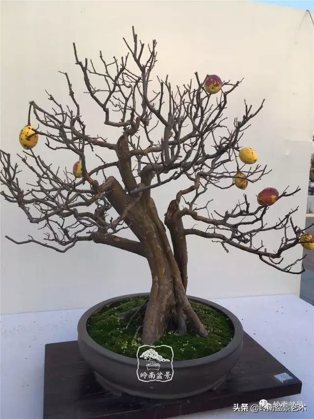 杂木盆景也毫不逊色,杂木盆景值钱吗