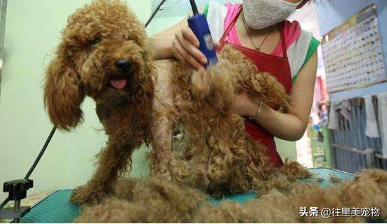 泰迪狗狗夏季如何降温,犬如何散热