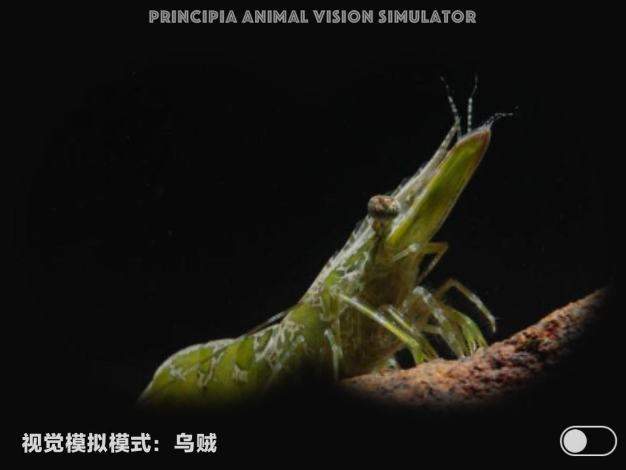 视觉软件exe,视觉模拟器