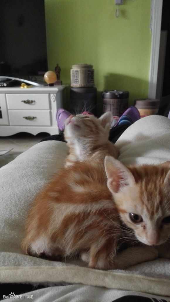 脱肛猫是什么,脱肛的小猫怎么治