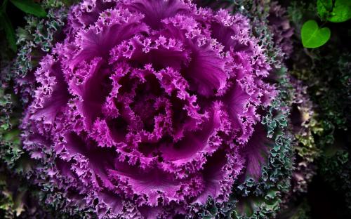 CSC(国家留学基金委)