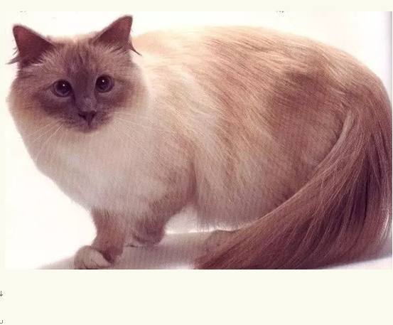 猫猫大集合图片,猫猫大合集一口气看完