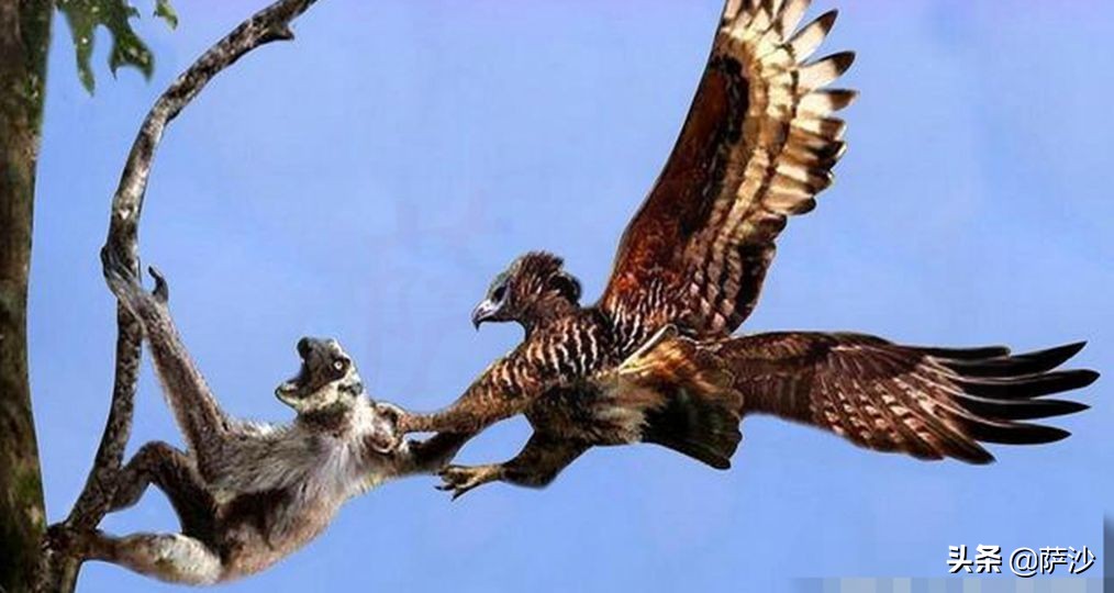 食猴鹰童年阴影,食猴鹰和猫鼠存在吗