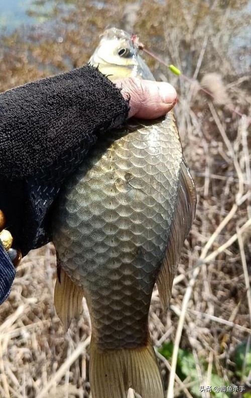 钓鱼人不愿意透露钓点段子,初春钓鱼有鱼无口怎么办