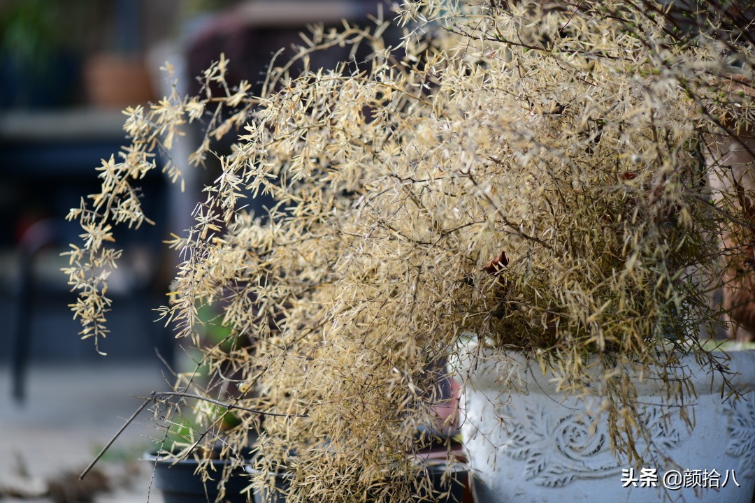 就趁现在，花园最忙碌的季节|园丁