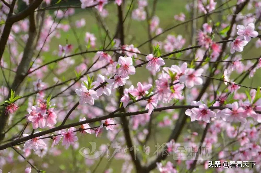 泸州四季花海开放了吗现在,泸州3月赏花胜地心花怒放在哪