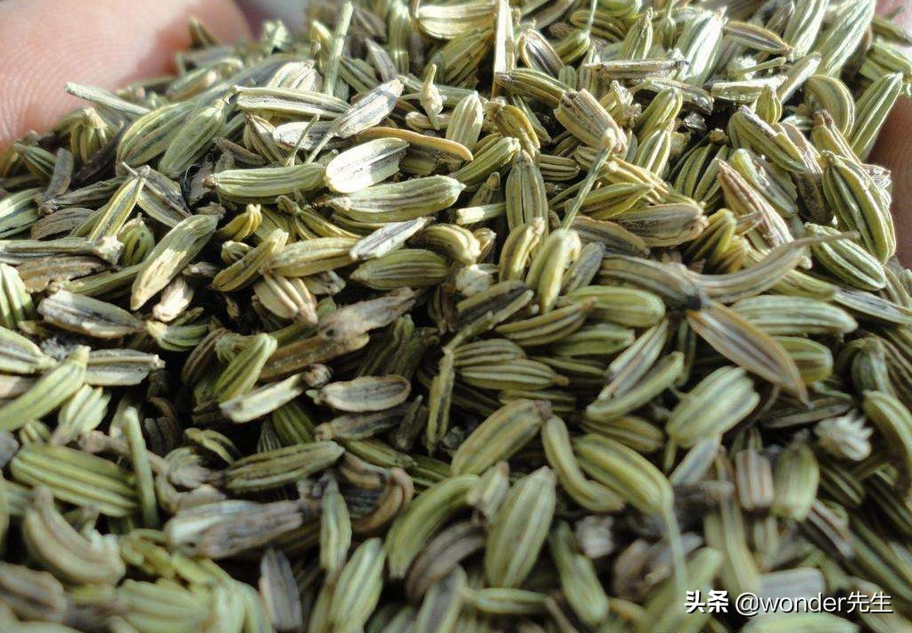 洋茴香和安息茴香是什么？组方高手怎么善用大小茴香