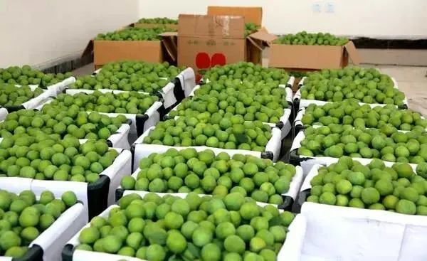 晚熟汶川青脆李,汶川青脆李几月份成熟