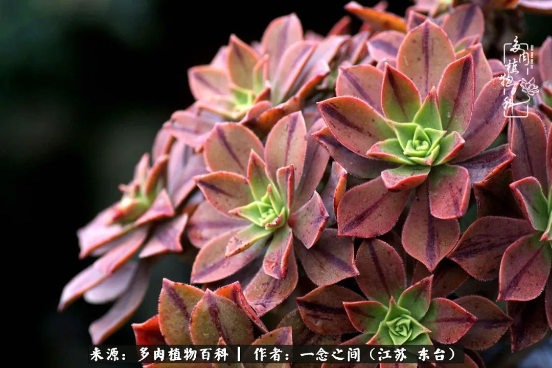 一见多肉误终生,一见多肉误终生从此钱包成路人