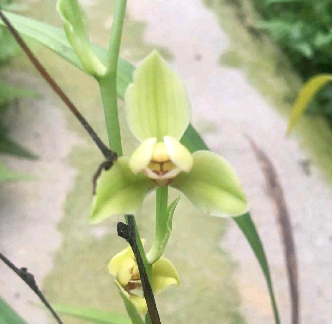 建兰一品梅和夏皇梅哪个好养,春剑皇梅好养吗