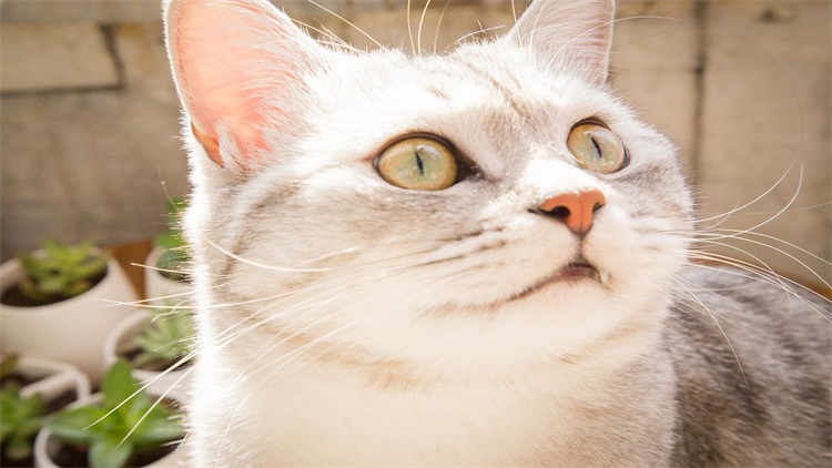 成年猫咪到了新环境乱拉乱尿,猫咪乱撒尿有什么办法