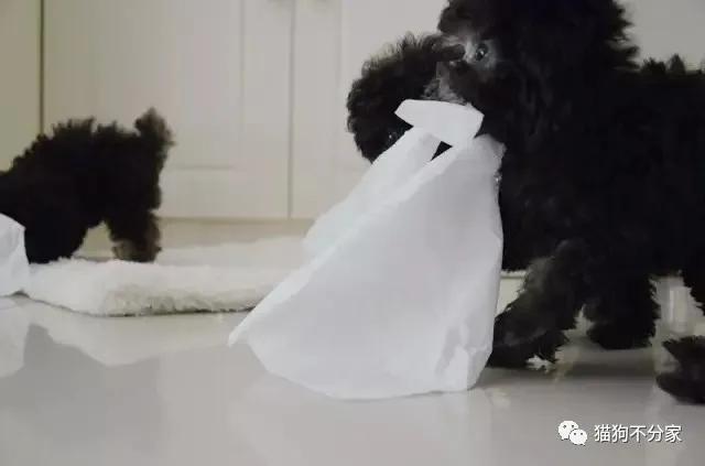 狗狗喜欢吃纸是什么原因，是缺少什么元素吗？