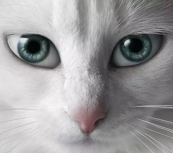 猫的眼睛白内障怎么办,猫白内障用什么眼药水