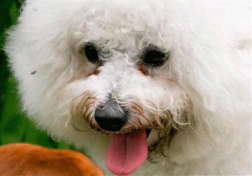 狗狗眼睛有脓的眼屎用什么消炎药,狗狗眼有白脓状眼屎是犬瘟吗