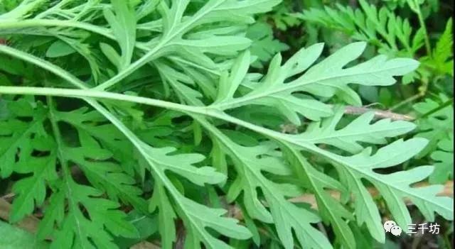 怎样区分好坏艾条,怎样分辨艾条真假