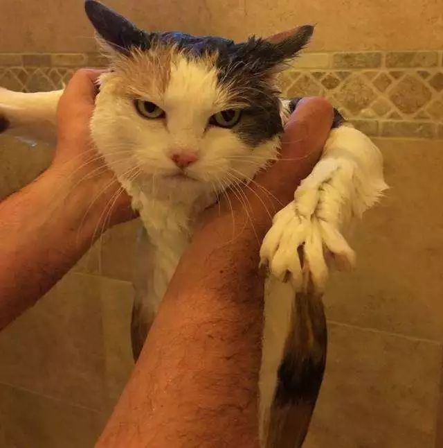 新手铲屎官第一次给猫洗澡,给猫咪洗澡的时候猫咪为什么怕水
