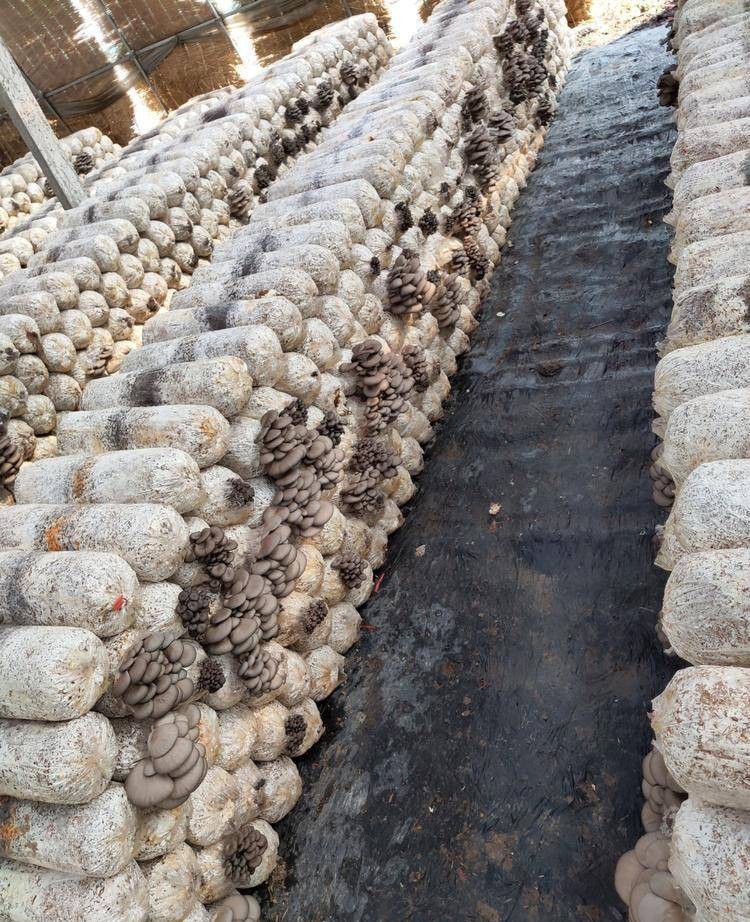 农村最缺什么生意项目见效,适合农村的小本生意好项目