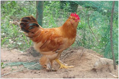 适合农村种植的创业好项目,农村创业好项目种养殖高效益