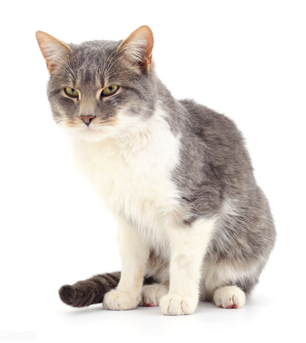 猫会报复性拉尿吗,猫为什么会乱拉便便乱叫