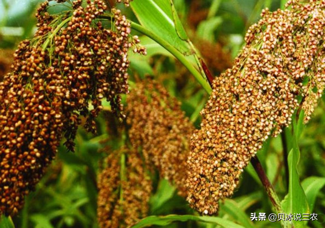 高粱种植技术和方法,高粱的正确播种方法