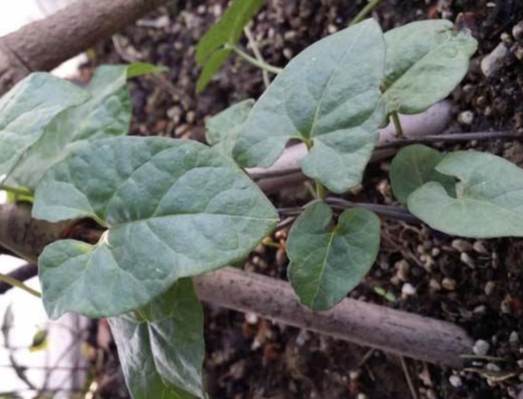 石头缝里,1种杂草像“常春藤”,被称为“白人参”,珍贵、奇特