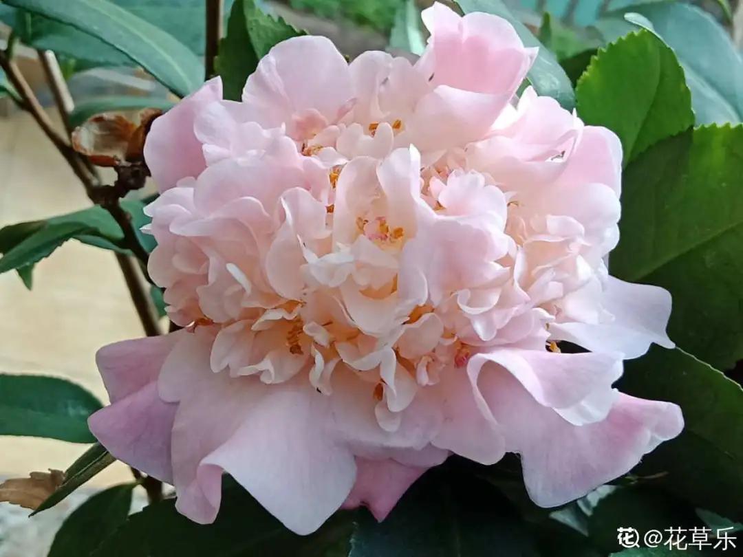 花买回来叶子蔫了怎么办,花掉花苞有什么好方法吗