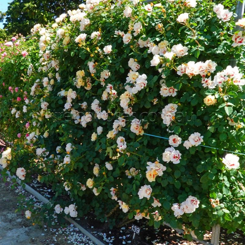 适合阳台养的藤本开花植物有哪些,适合做花墙的藤本植物