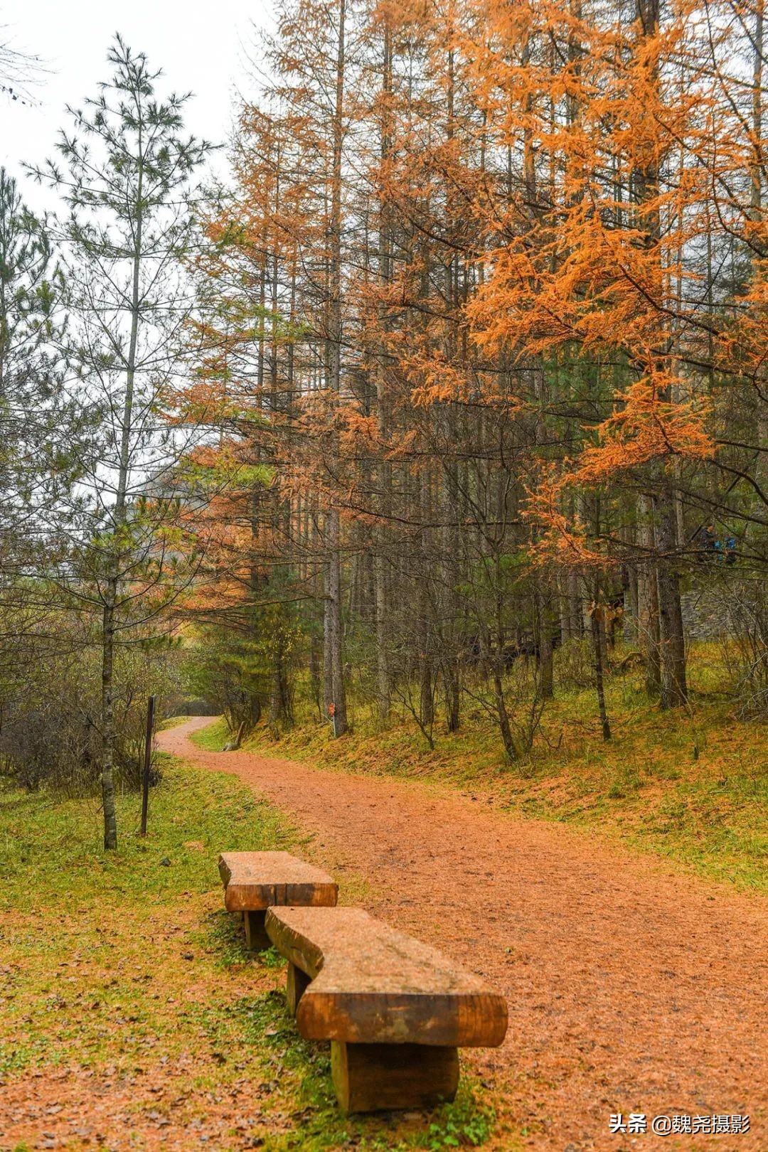 留坝秦岭之夜,留坝秦岭森林公园