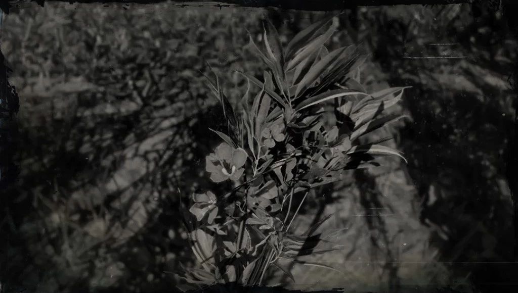 被剧毒毁了名声的宝藏工具树，除了毒你真的找不到它别的黑点