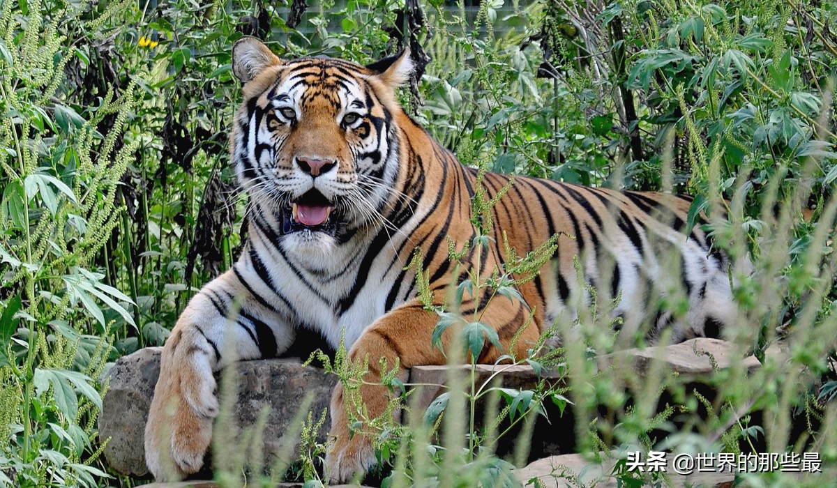 老虎单挑有多强,老虎最多能对抗几只狼