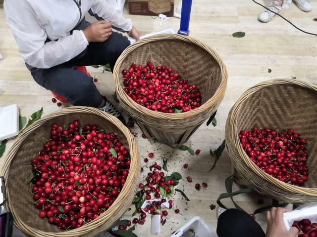 汶川车厘子果农自销,汶川车厘子果农收多少钱一斤