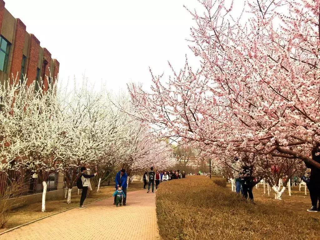 京郊最美的十大花海,京郊这些浪漫花海惊艳初秋的北京