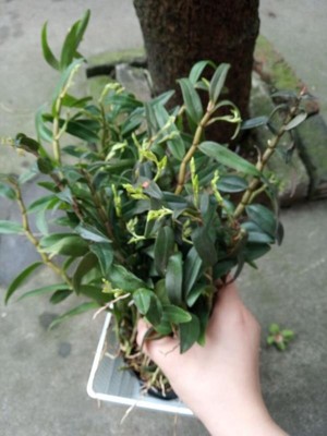 铁皮石斛的种植方法和注意事项,铁皮石斛种植条件和要求