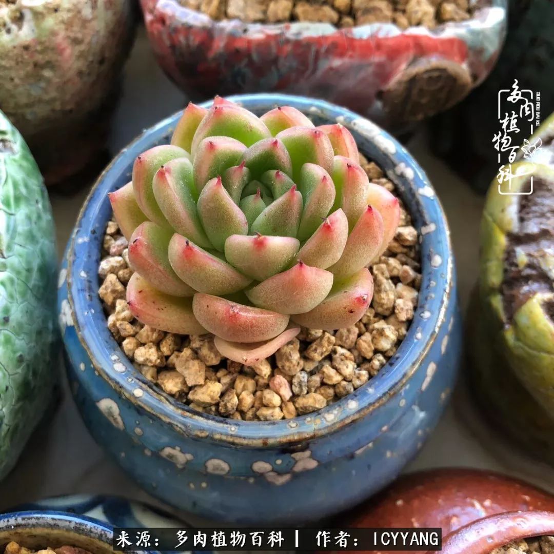 室内阳台多肉的养护方法,景天多肉养护