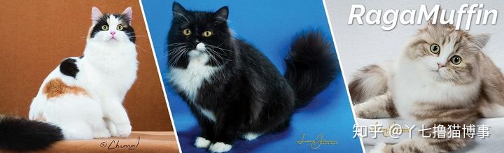 有哪些好看的家养猫,最适合家养的猫咪品种不掉毛