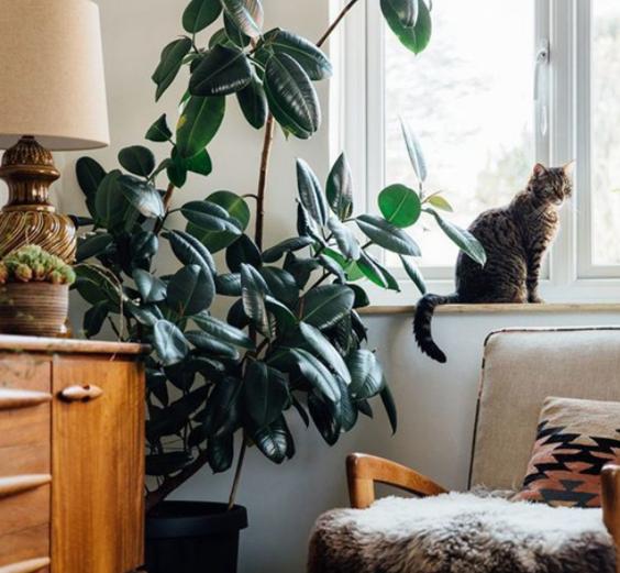 橡皮树叶子发红怎么处理,橡皮树为什么叶子变黄