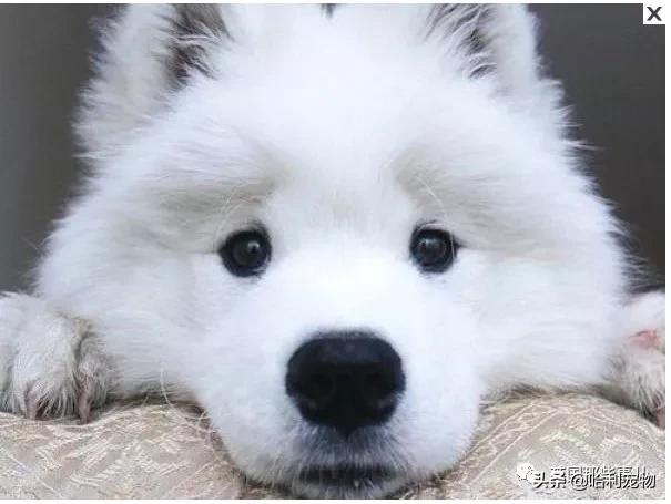 要狗看门？千万别选萨摩耶！这货除了笑不会干别的了